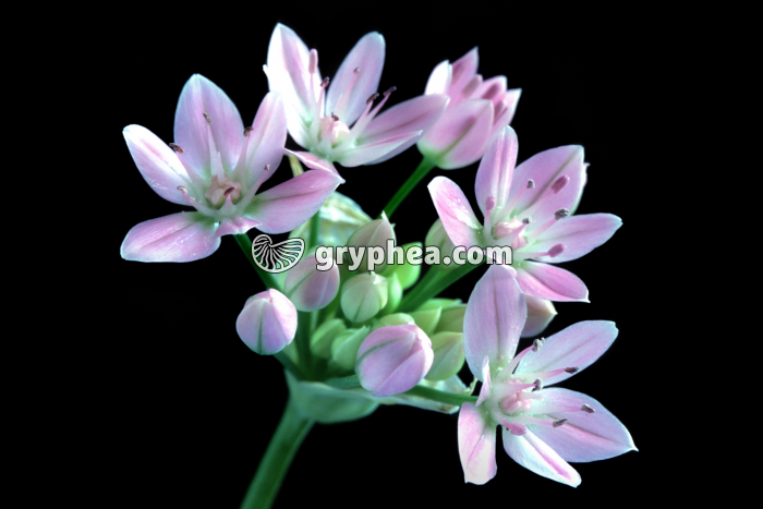 Oignon décoratif (Allium cepa) - fleurs - gryphea.com